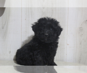 Aussiedoodle-Poodle (Toy) Mix Puppy for sale in EVART, MI, USA