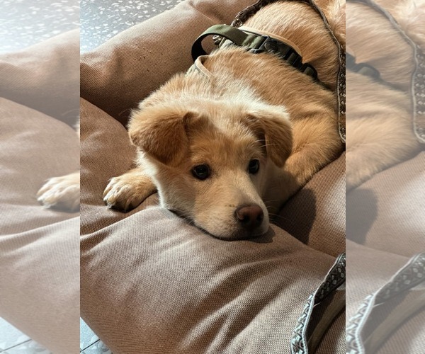 Medium Photo #3 Retriever -Unknown Mix Puppy For Sale in Agoura Hills, CA, USA