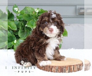 Bernedoodle (Miniature) Puppy for sale in NARVON, PA, USA