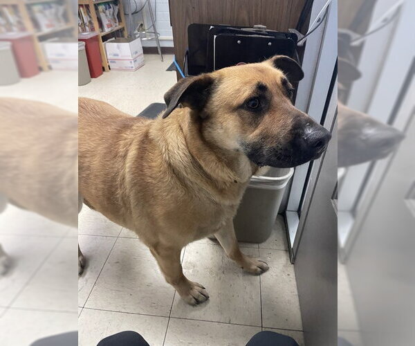 Medium Photo #1 German Shepherd Dog-Unknown Mix Puppy For Sale in Stockton, CA, USA