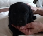 Small Photo #2 Labrador Retriever Puppy For Sale in ORANGE, MA, USA
