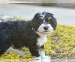 Small #1 Miniature Bernedoodle