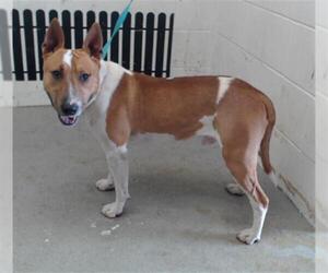 Bull Terrier Dogs for adoption in San Bernardino, CA, USA