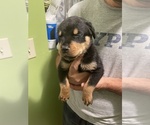 Small Photo #7 Rottweiler Puppy For Sale in COMPTON, CA, USA