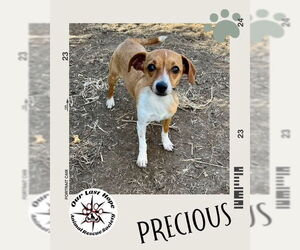 Mutt Dogs for adoption in Princeton, British Columbia, Canada