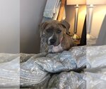 Small #3 American Staffordshire Terrier
