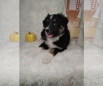 Small Photo #7 Australian Shepherd Puppy For Sale in INDIANAPOLIS, IN, USA
