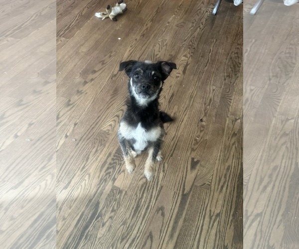 Medium Photo #4 Chihuahua-Unknown Mix Puppy For Sale in Spring Lake, NC, USA