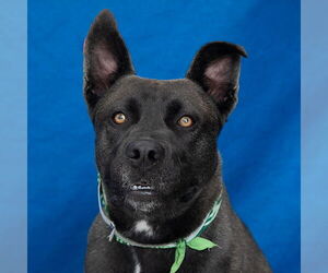 Labrador Retriever Dogs for adoption in Pasadena, CA, USA