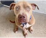 Small #1 Staffordshire Bull Terrier