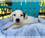 Small #5 Mutt