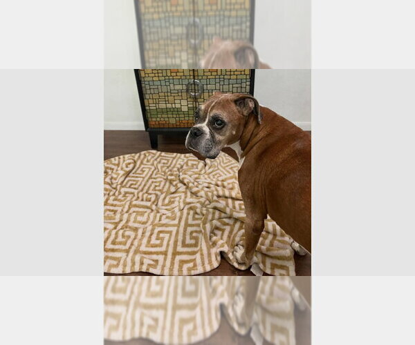 Medium Photo #2 Boxer Puppy For Sale in Austin, TX, USA