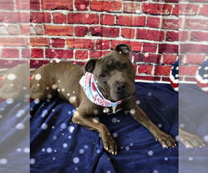 American Pit Bull Terrier-Unknown Mix Dogs for adoption in DuQuoin, IL, USA