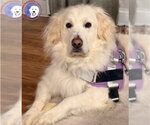 Small #11 Great Pyrenees