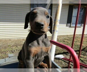 Doberman Pinscher Puppy for sale in HUDSON, MI, USA