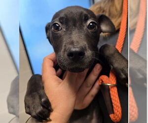 American Pit Bull Terrier Dogs for adoption in Decatur, IL, USA