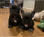 Small #1 French Bulldog