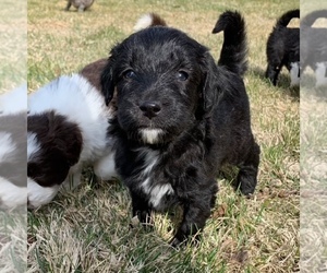 Aussiedoodle Miniature  Puppy for sale in CORNELIUS, OR, USA