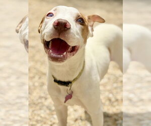 Tootsie - Female Catahoula Leopard Dog-Unknown Mix Dog for Adoption - Photo #3