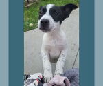 Small #12 American Pit Bull Terrier Mix