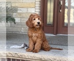 Small #3 Goldendoodle