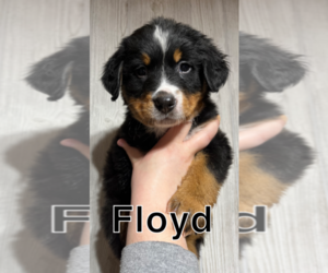 Bernese Mountain Dog Puppy for sale in DARLINGTON, WI, USA