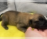 Small Photo #271 Belgian Malinois Puppy For Sale in REESEVILLE, WI, USA