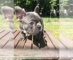 Small Photo #12 French Bulldog Puppy For Sale in ENCINO, CA, USA