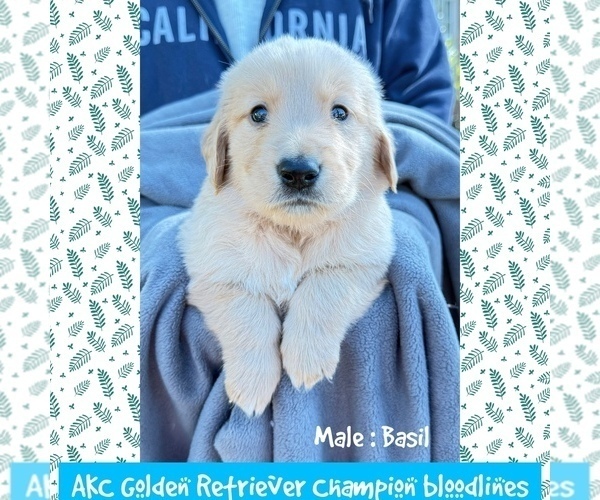 Medium Photo #1 Golden Retriever Puppy For Sale in SUGAR LAND, TX, USA