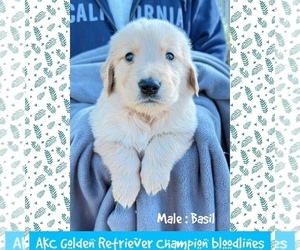 Golden Retriever Puppy for sale in SUGAR LAND, TX, USA