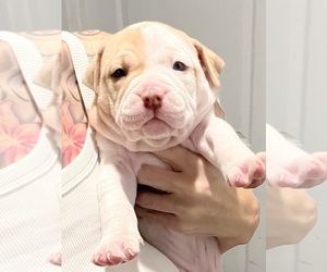 American Pit Bull Terrier-Olde English Bulldogge Mix Puppy for sale in GLENDALE, AZ, USA