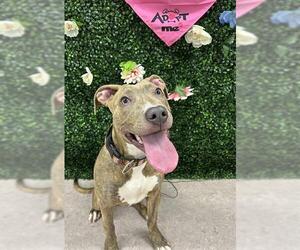 American Pit Bull Terrier Dogs for adoption in Grasswood, Saskatchewan, Canada