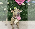 Small Photo #2  Puppy For Sale in , 