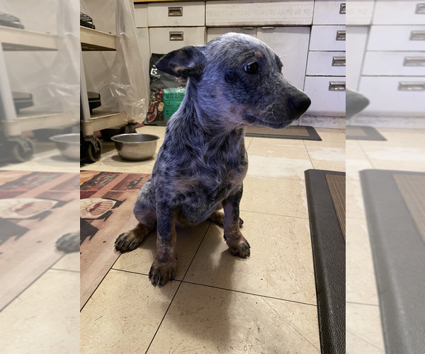 Medium Photo #8 Australian Cattle Dog Puppy For Sale in RIVERSIDE, CA, USA
