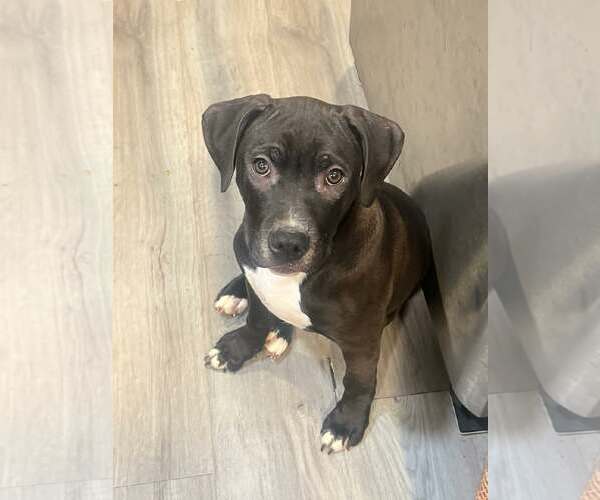 Medium Photo #4 American Staffordshire Terrier-Labrador Retriever Mix Puppy For Sale in New Hampton, NY, USA