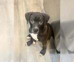 Small #3 American Staffordshire Terrier-Labrador Retriever Mix