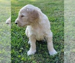 Small Photo #4 Goldendoodle Puppy For Sale in RUTHERFORDTON, NC, USA