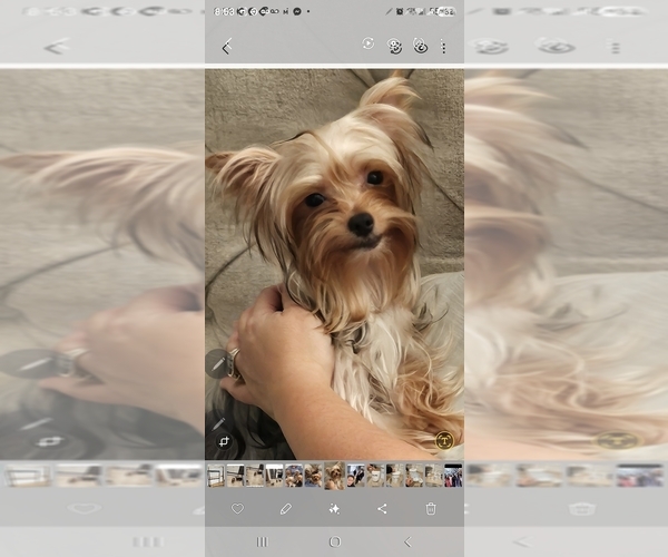 Medium Photo #1 Yorkshire Terrier Puppy For Sale in SALEM, OR, USA