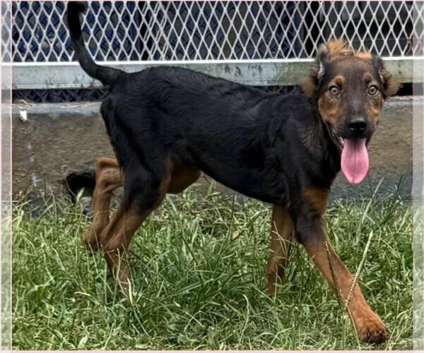 Medium Photo #5 Australian Shepherd-Doberman Pinscher Mix Puppy For Sale in Virginia Beach, VA, USA