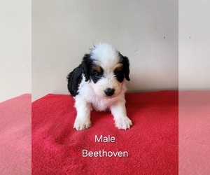 Aussiedoodle Miniature Puppy for sale in HUNTSVILLE, AL, USA
