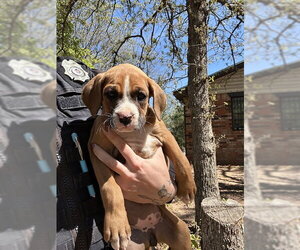 Boxer-Unknown Mix Dogs for adoption in Oklahoma City, OK, USA
