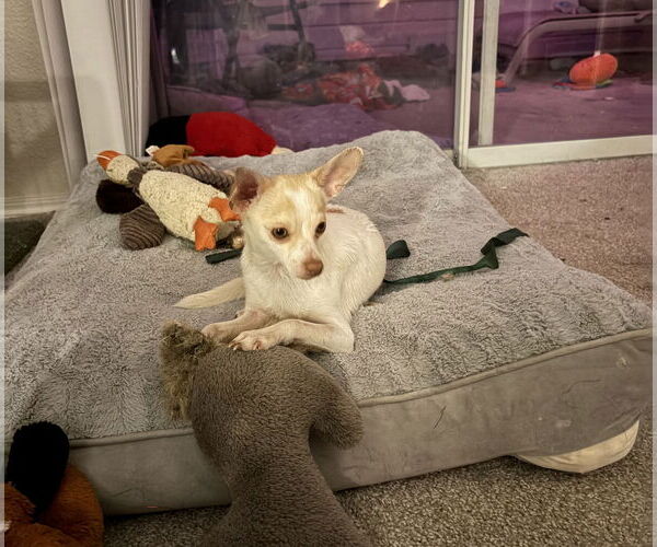 Medium Photo #1 Chihuahua-Unknown Mix Puppy For Sale in Aurora, CO, USA