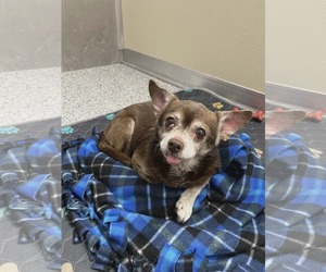 Chihuahua-Unknown Mix Dogs for adoption in Princeton, MN, USA