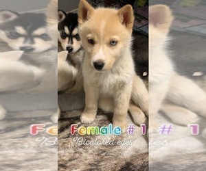 Siberian Husky Puppy for sale in WAPATO, WA, USA
