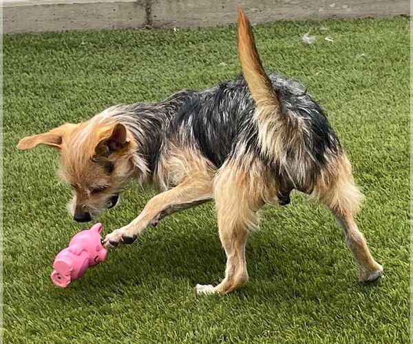 Medium Photo #4 Mutt Puppy For Sale in La Verne, CA, USA