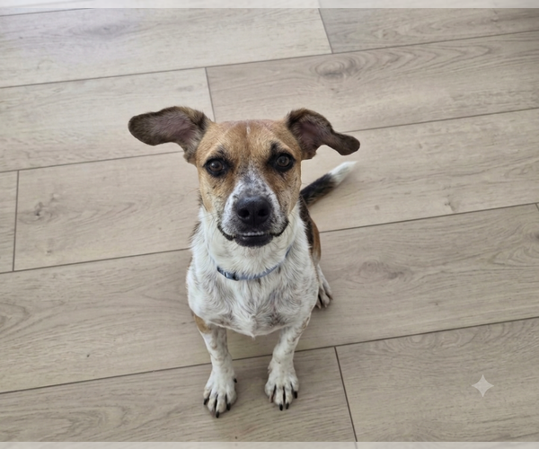 Medium Photo #14 Mutt Puppy For Sale in Sandy, UT, USA