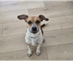 Small #13 Mutt