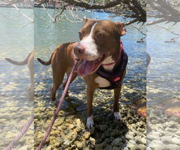 Medium Photo #4 Mutt Puppy For Sale in Davie, FL, USA