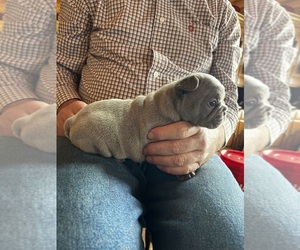 French Bulldog Dog for Adoption in LEBANON, Missouri USA