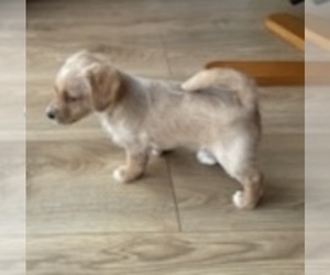 Jack-A-Poo Puppy for sale in Torquay, Devon (England), United Kingdom